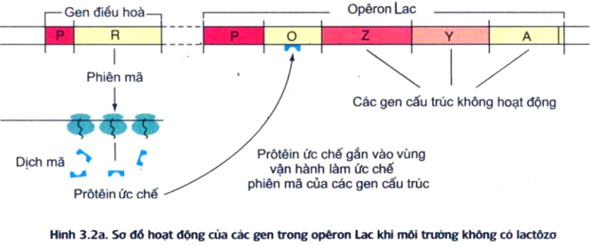 Đề ôn thi tốt nghiệp THPT môn Sinh năm 2024 có đáp án (Đề 4)