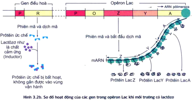 Đề ôn thi tốt nghiệp THPT môn Sinh năm 2024 có đáp án (Đề 4)