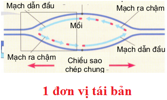 Đề ôn thi tốt nghiệp THPT môn Sinh năm 2024 có đáp án (Đề 4)