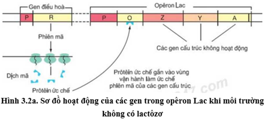 Đề ôn thi tốt nghiệp THPT môn Sinh năm 2024 có đáp án (Đề 5)