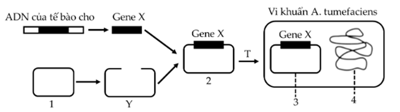Đề thi thử Sinh Tốt nghiệp THPT 2025-2026 Cụm 13 trường THPT (Hải Phòng)