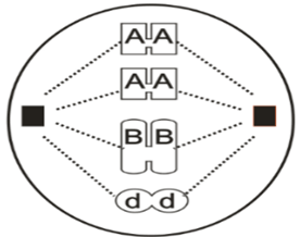 Đề thi thử Sinh Tốt nghiệp THPT 2025-2026 Cụm 13 trường THPT (Hải Phòng)