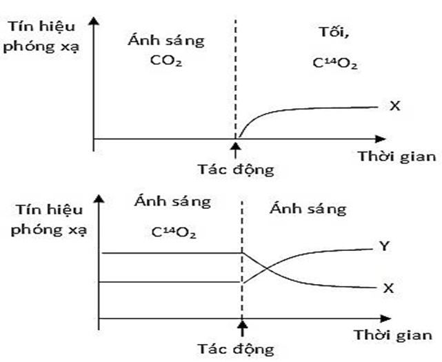 Đề thi thử Sinh Tốt nghiệp THPT 2025-2026 Cụm 13 trường THPT (Hải Phòng)