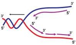 Đề thi thử Sinh Tốt nghiệp THPT 2025-2026 Cụm trường THPT TT1-QV1-LVT (Bắc Ninh)tieude