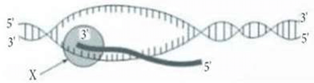 Đề thi thử Sinh Tốt nghiệp THPT 2025-2026 Cụm trường THPT TT1-QV1-LVT (Bắc Ninh)tieude