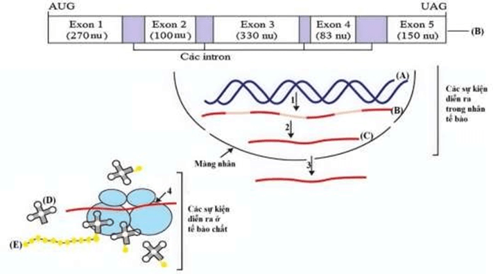 Đề thi thử Sinh Tốt nghiệp THPT 2025-2026 Cụm trường THPT TT1-QV1-LVT (Bắc Ninh)tieude