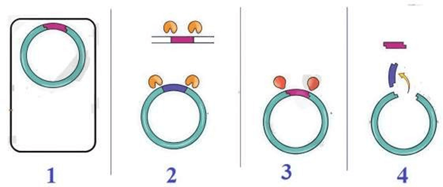 Đề thi thử Sinh Tốt nghiệp THPT 2025-2026 Cụm trường THPT TT1-QV1-LVT (Bắc Ninh)tieude