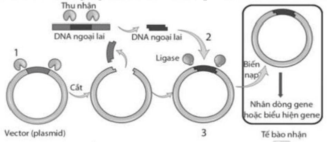 Đề thi thử Sinh Tốt nghiệp THPT 2025-2026 Khối THPT Cụm Cẩm Xuyên (Hà Tĩnh)