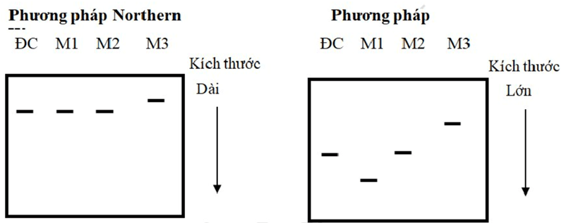 Đề thi thử Sinh Tốt nghiệp THPT 2025-2026 Khối THPT Cụm Cẩm Xuyên (Hà Tĩnh)
