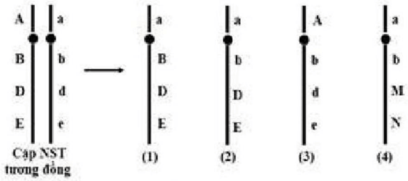 Đề thi thử Sinh Tốt nghiệp THPT 2025-2026 Khối THPT Cụm Cẩm Xuyên (Hà Tĩnh)