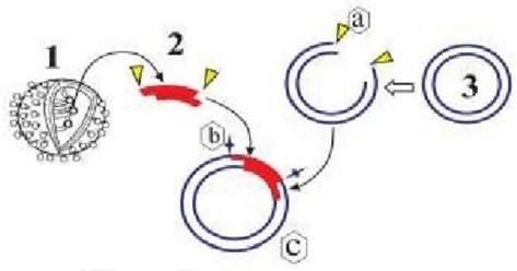 Đề thi thử Sinh Tốt nghiệp THPT 2025-2026 Khối THPT Cụm Cẩm Xuyên (Hà Tĩnh)