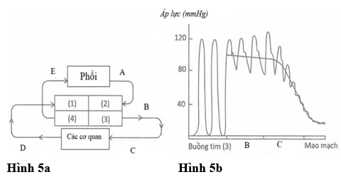 Đề thi thử Sinh Tốt nghiệp THPT 2025-2026 Liên trường THPT (Bắc Ninh)tieude
