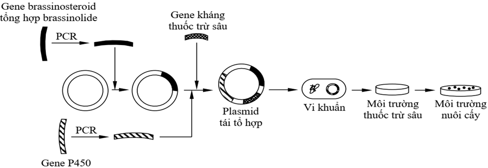 Đề thi thử Sinh Tốt nghiệp THPT 2025-2026 Liên trường THPT Đô Lương 3, Phan Đăng Lưu, Tân Kỳ (Nghệ An)