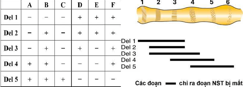 Đề thi thử Sinh Tốt nghiệp THPT 2025-2026 Liên trường THPT Đô Lương 3, Phan Đăng Lưu, Tân Kỳ (Nghệ An)