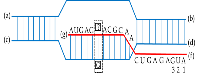Đề thi thử Sinh Tốt nghiệp THPT 2025-2026 Liên trường THPT Đô Lương 3, Phan Đăng Lưu, Tân Kỳ (Nghệ An)