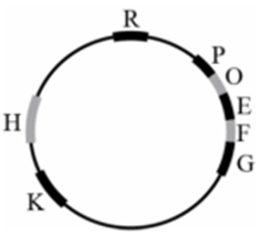 Đề thi thử Sinh Tốt nghiệp THPT 2025-2026 Sở GD&ĐT Ninh Bình