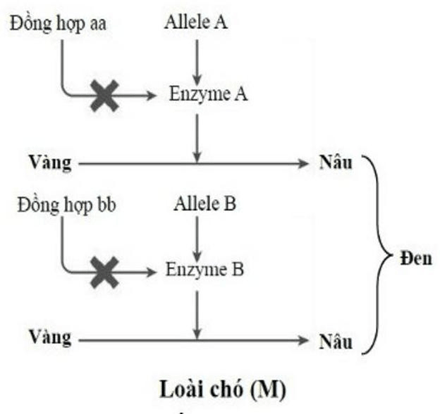 Đề thi thử Sinh Tốt nghiệp THPT 2025-2026 trường TH-THCS-THPT Lê Thánh Tông (TP.HCM)