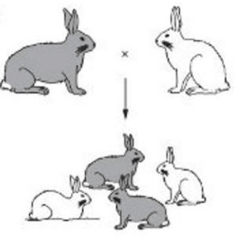 Đề thi thử Sinh Tốt nghiệp THPT 2025-2026 trường TH-THCS-THPT Lê Thánh Tông (TP.HCM)