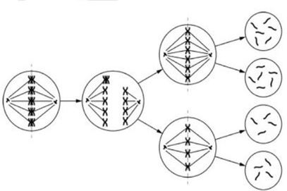 Đề thi thử Sinh Tốt nghiệp THPT 2025-2026 trường TH-THCS-THPT Lê Thánh Tông (TP.HCM)