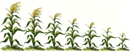 Đề thi thử Sinh Tốt nghiệp THPT 2025-2026 trường THCS - THPT Nguyễn Khuyến (TP. HCM)