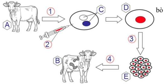 Đề thi thử Sinh Tốt nghiệp THPT 2025-2026 trường THCS - THPT Nguyễn Khuyến (TP. HCM)