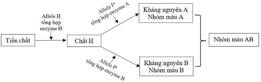 Đề thi thử Sinh Tốt nghiệp THPT 2025-2026 trường THPT Chuyên Hạ Long (Quảng Ninh)