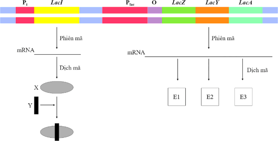 Đề thi thử Sinh Tốt nghiệp THPT 2025-2026 trường THPT Chuyên Thoại Ngọc Hầu (An Giang)