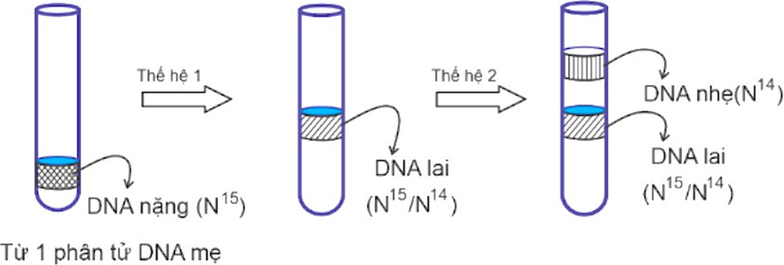 Đề thi thử Sinh Tốt nghiệp THPT 2025-2026 trường THPT Chuyên Thoại Ngọc Hầu (An Giang)