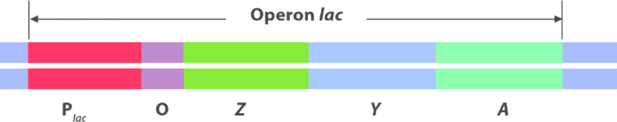 Đề thi thử Sinh Tốt nghiệp THPT 2025-2026 trường THPT Chuyên Thoại Ngọc Hầu (An Giang)