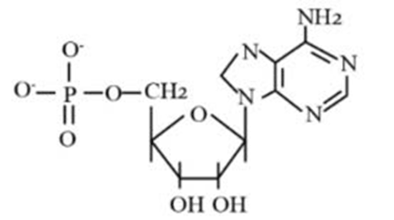 Đề thi thử Sinh Tốt nghiệp THPT 2025-2026 trường THPT Hàn Thuyên (Bắc Ninh)