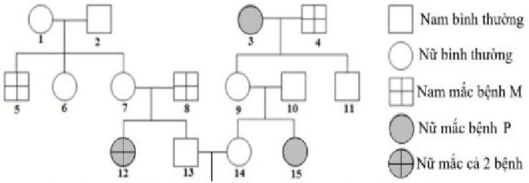 Đề thi thử Sinh Tốt nghiệp THPT 2025-2026 trường THPT Hàn Thuyên (Bắc Ninh)