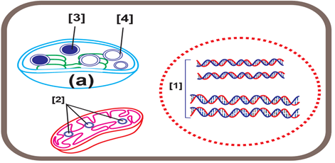 Đề thi thử Sinh Tốt nghiệp THPT 2025-2026 trường THPT Hậu Lộc 4 (Thanh Hóa)