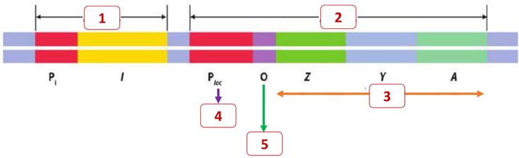Đề thi thử Sinh Tốt nghiệp THPT 2025-2026 trường THPT Hậu Lộc 4 (Thanh Hóa)