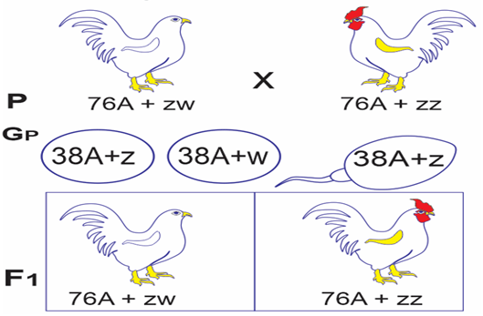 Đề thi thử Sinh Tốt nghiệp THPT 2025-2026 trường THPT Số 2 Nguyễn Bỉnh Khiêm (Gia Lai)