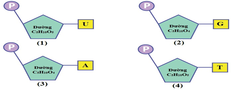 Đề thi thử Sinh Tốt nghiệp THPT 2025-2026 trường THPT Tĩnh Gia 4 (Thanh Hóa)