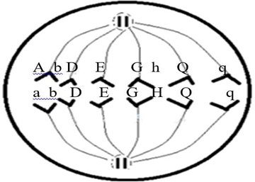 Đề thi thử Sinh Tốt nghiệp THPT 2025-2026 trường THPT Triệu Sơn 1 (Thanh Hóa)