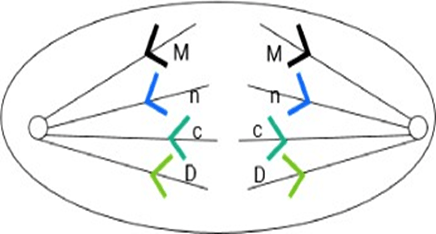 Đề thi thử Sinh Tốt nghiệp THPT 2025-2026 trường THPT Triệu Sơn 1 (Thanh Hóa)