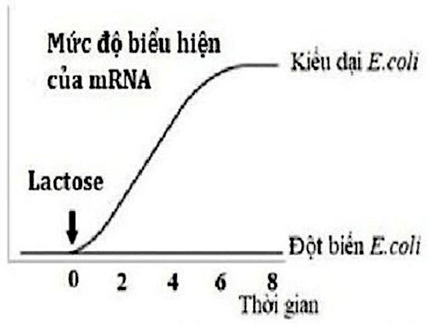 Đề thi thử Sinh Tốt nghiệp THPT 2025-2026 trường THPT Việt Yên Số 1 (Bắc Ninh)