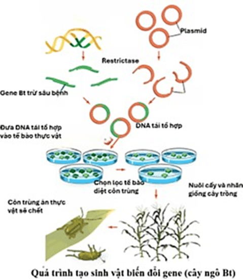 Đề thi thử Sinh Tốt nghiệp THPT 2025-2026 trường THPT Việt Yên Số 1 (Bắc Ninh)