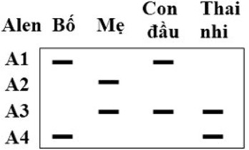 Đề thi thử Sinh Tốt nghiệp THPT 2025-2026 trường THPT Việt Yên Số 1 (Bắc Ninh)