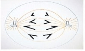 Đề thi thử Sinh Tốt nghiệp THPT 2025-2026 trường THPT Việt Yên Số 1 (Bắc Ninh)