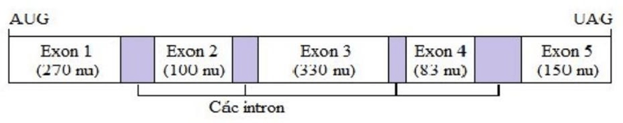 Đề thi thử Sinh Tốt nghiệp THPT 2025-2026 trường THPT Việt Yên Số 1 (Bắc Ninh)