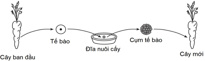 Đề thi thử tốt nghiệp 2024 Sinh (cả nước, có lời giải)