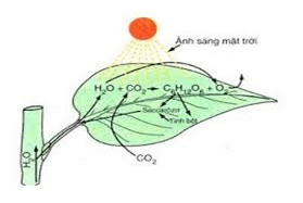 (C6H10O5)n  + H2O → nC6H12O6  | Thủy phân tinh bột hoặc xenlulozo