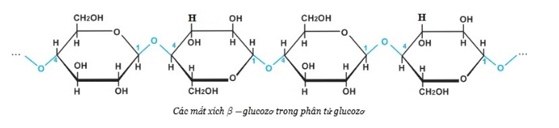 (C6H10O5)n  + H2O → nC6H12O6  | Thủy phân tinh bột hoặc xenlulozo