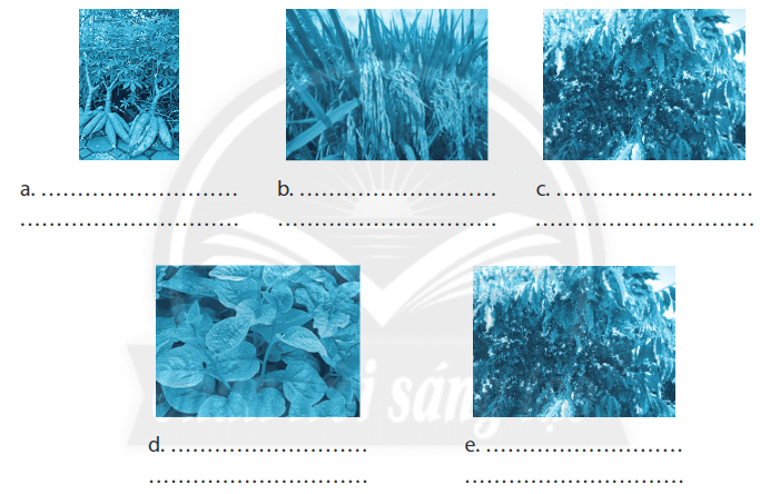 Quan sát các hình ảnh và điền tên nhóm cây trồng tương ứng với mỗi hình