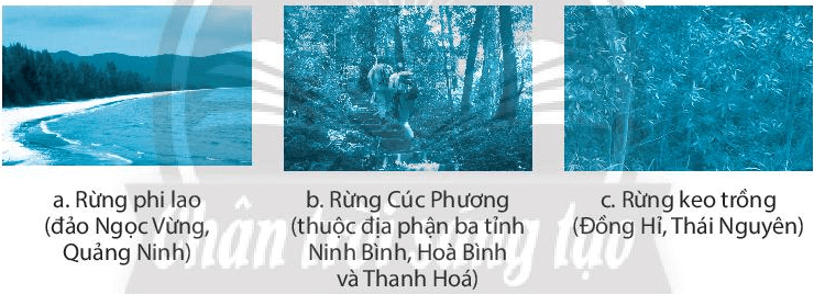 Quan sát các hình ảnh và đánh dấu ٧ vào cột ứng với mục đích sử dụng của từng loại rừng dưới đây