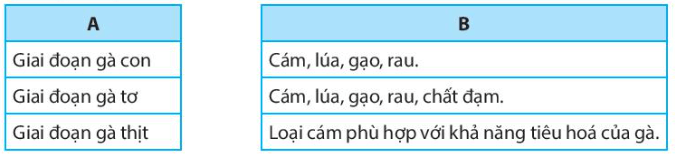 Nối giai đoạn sinh trưởng của gà (cột A) với loại thức ăn cung cấp cho gà (cột B) cho phù hợp