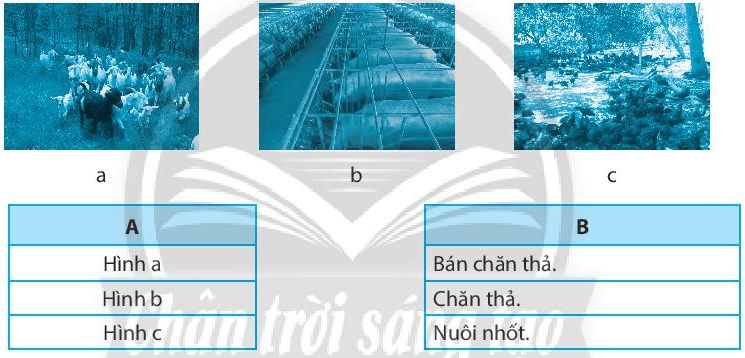 Nối hình ảnh (cột A) với tên phương thức chăn nuôi (cột B) cho phù hợp