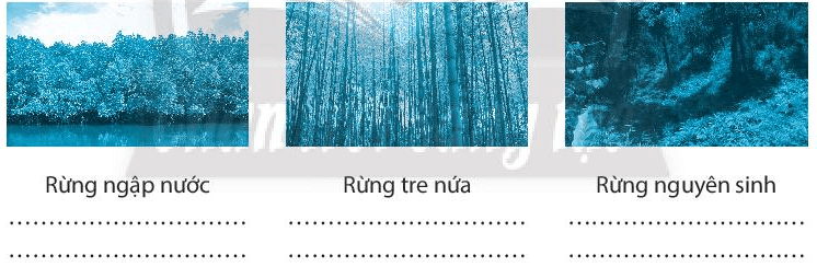 Quan sát các hình ảnh và chỉ ra những loại rừng dưới đây được gọi tên theo đặc điểm nào của rừng.